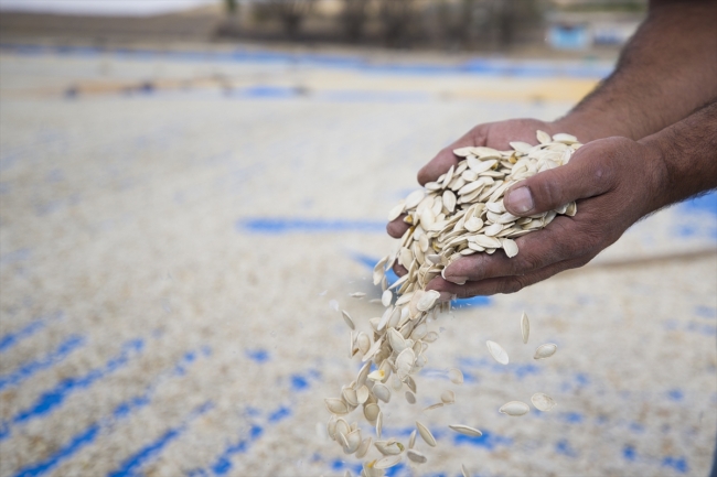 Lezzetini Erciyes Dağı'nın tüflü topraklarından alan tomarza kabak çekirdeği